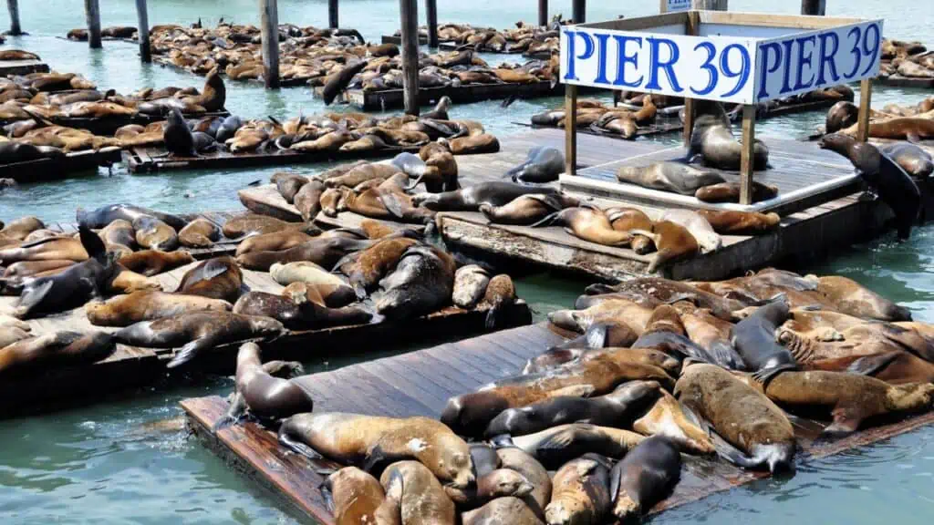 Pier 39 in San Francisco, CA