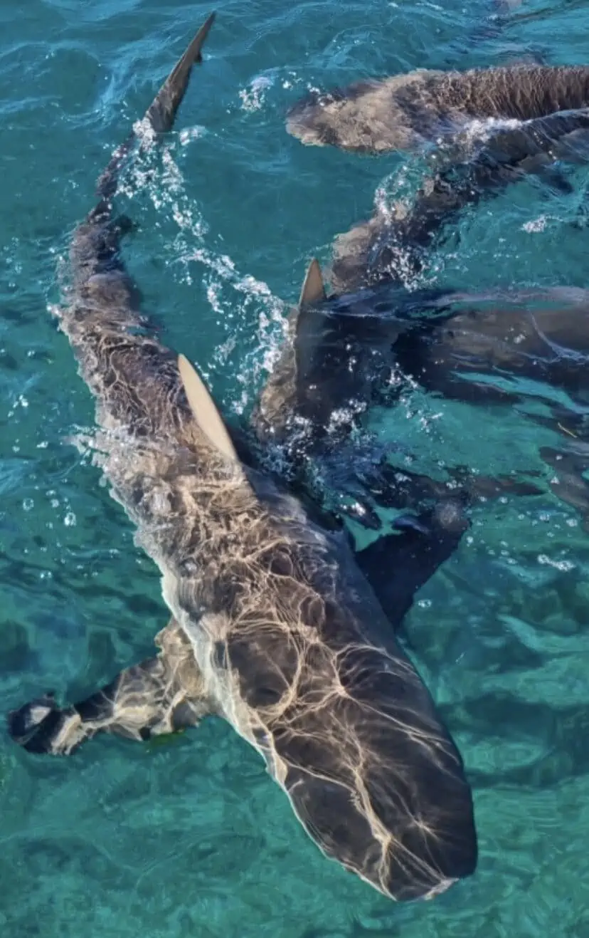 Bimini Reef Sharks