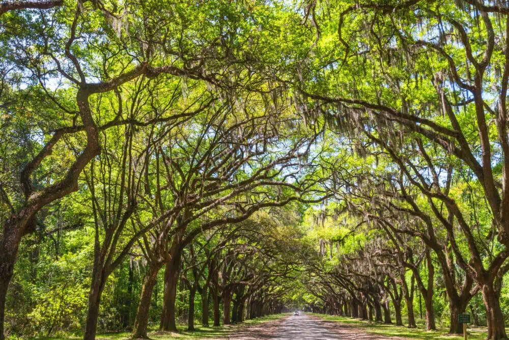 Wormsloe Historic Site