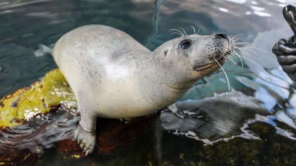 New England Aquarium in Boston, MA