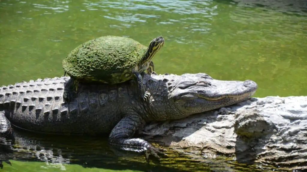 Everglades National Park in Florida