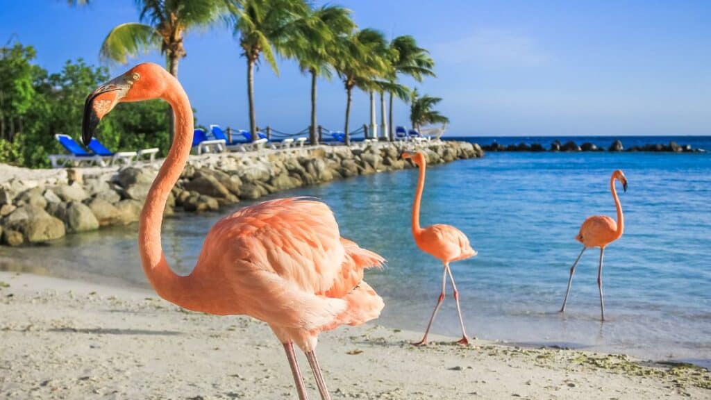 Aruba