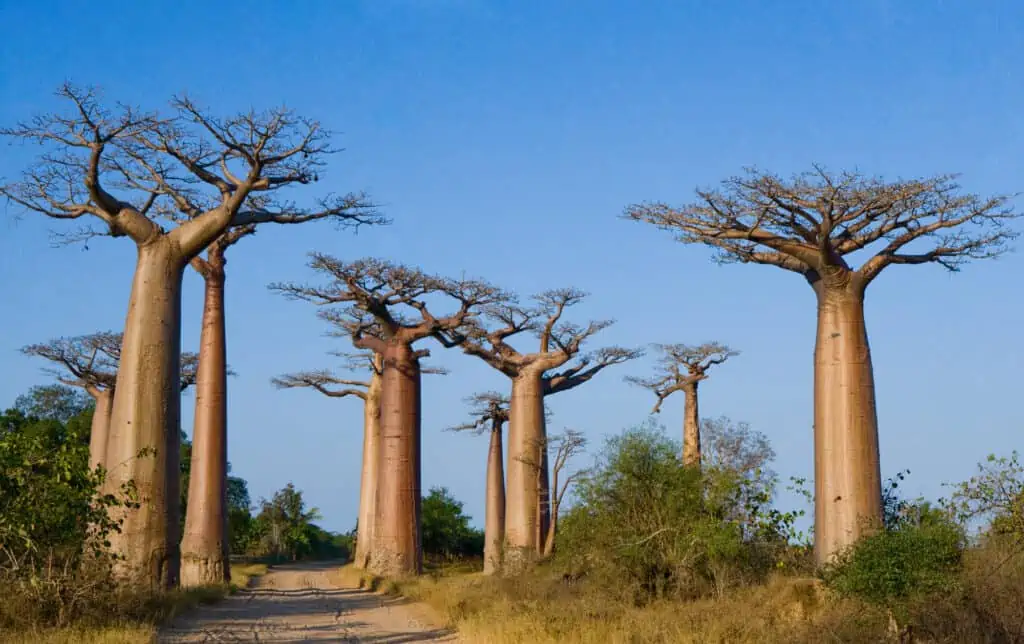 Avenue of the Baobabs, Madagascar