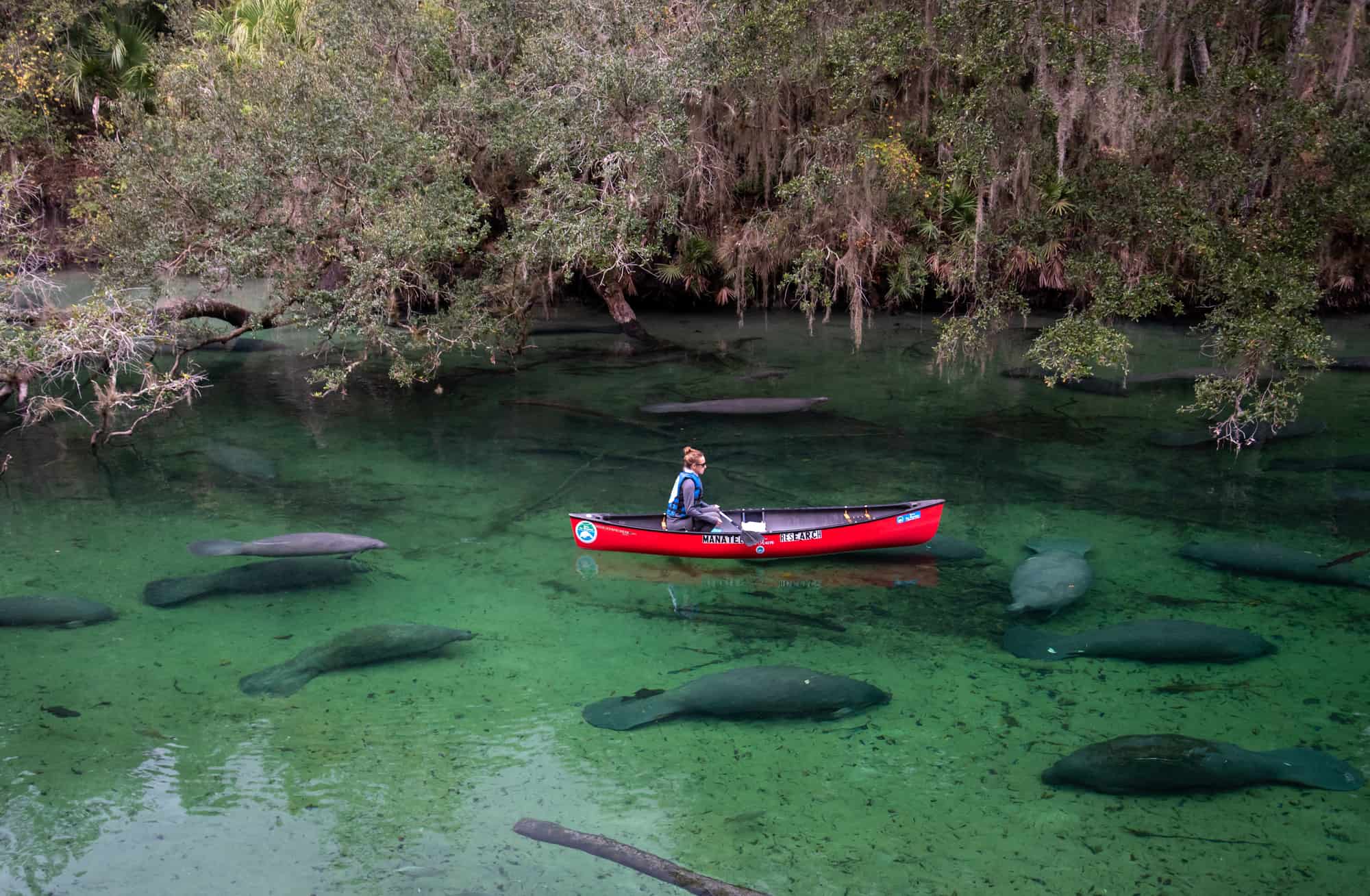 Manatees at Blue Springs State Park in Orange Springs, Florida.