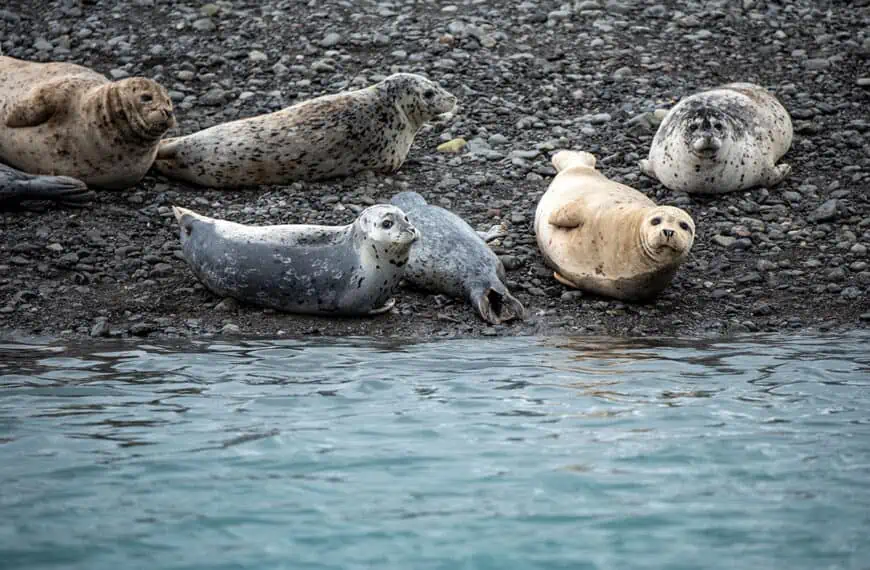 kenai fjords national park