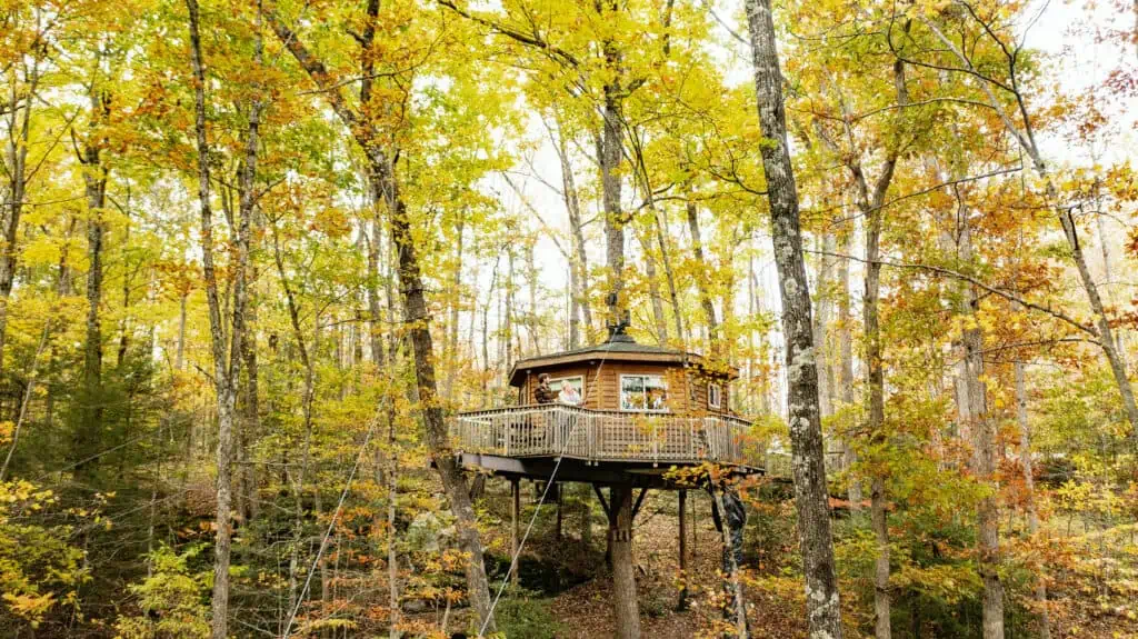 Holly Rock Treehouse