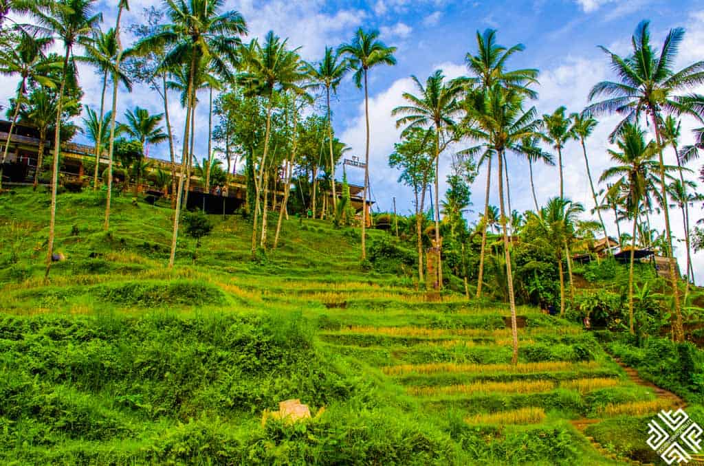 Tegalalang Rice Terrace in Bali