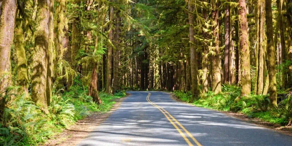 Hoh Rainforest Olympic Peninsula NP