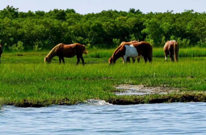 Assateague Island National Seashore