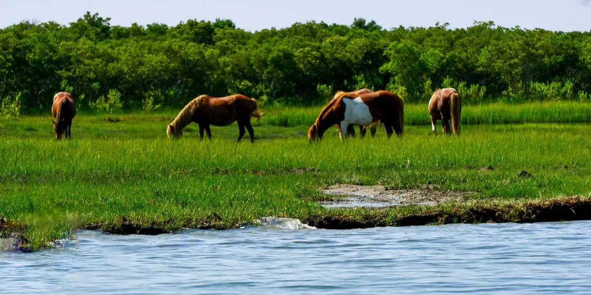 Assateague Island National Seashore