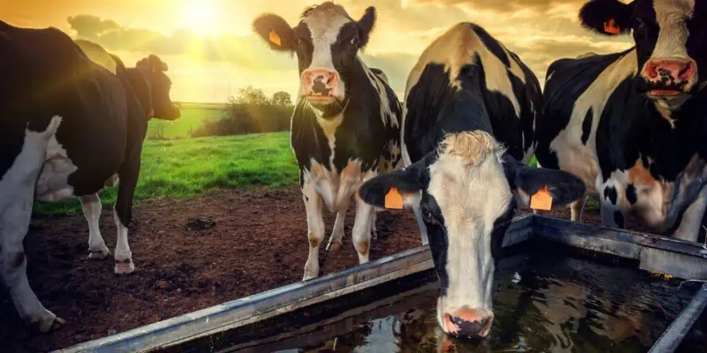 farm life cows