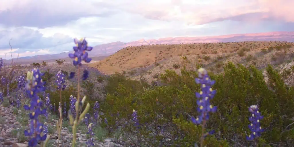 Big Bend National Park 