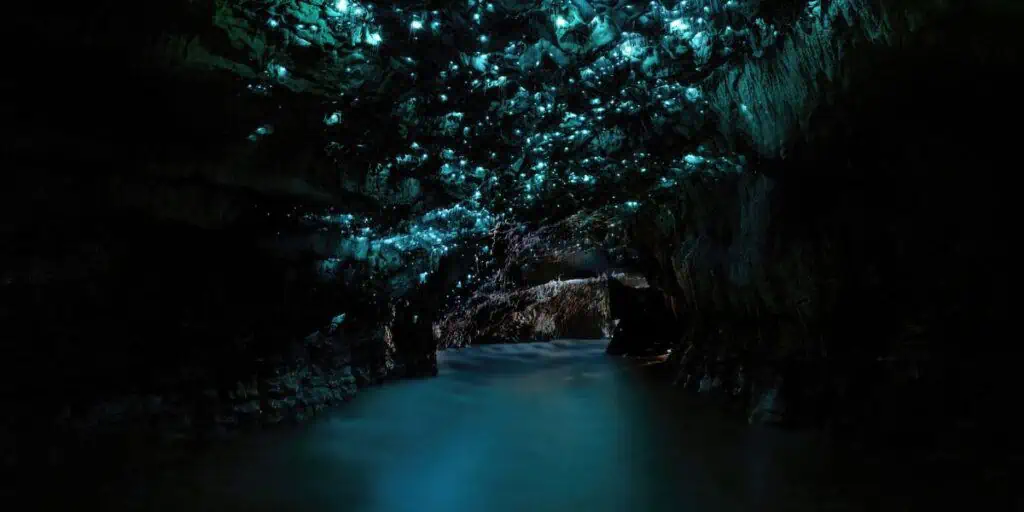 Waitomo Glowworm Caves - North Island, New Zealand