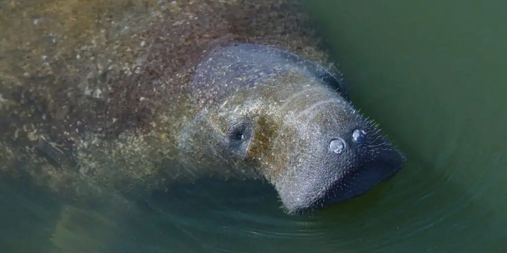 Florida manatee