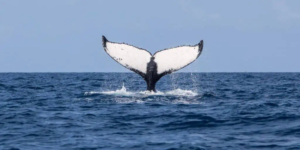 Whale Watching - Dominican Republic