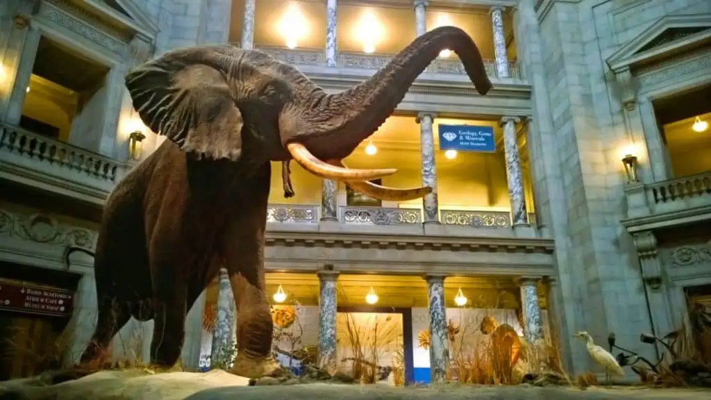 Smithsonian Museum of Natural History in Washington DC