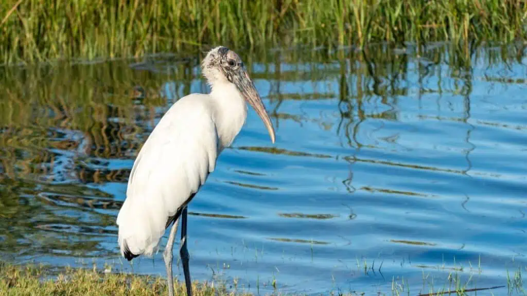 Anastasia State Park in St. Augustine, Florida