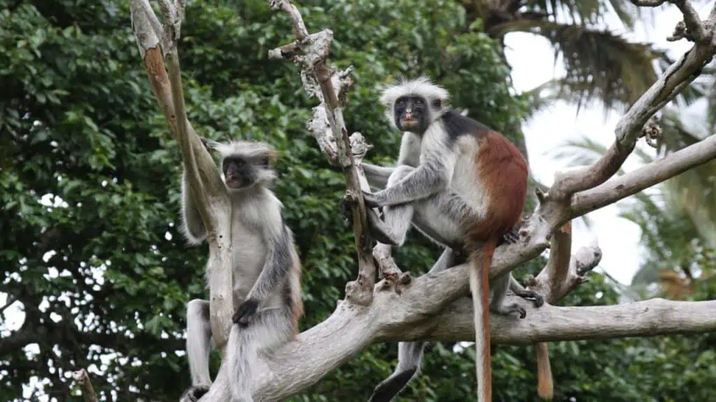 Jozani Chwaka Bay National Park on Zanzibar Island