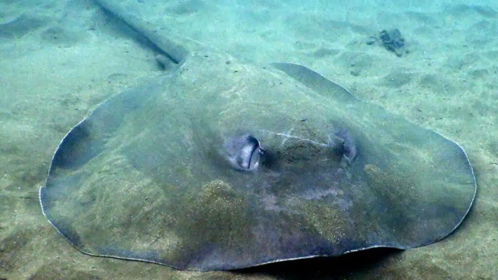 Stingray City Antigua