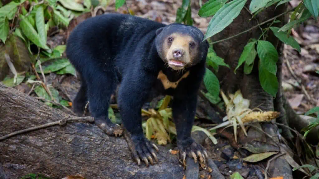 Borneo Sun Bear Conservation Sanctuary