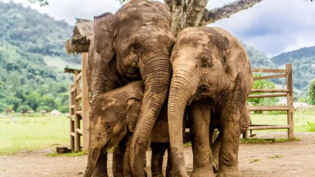 Elephant Nature Park in Chiang Mai, Thailand