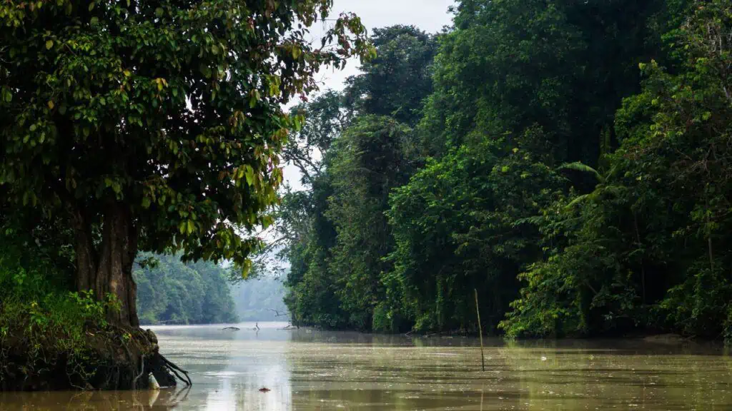 Kinabatangan River in Borneo