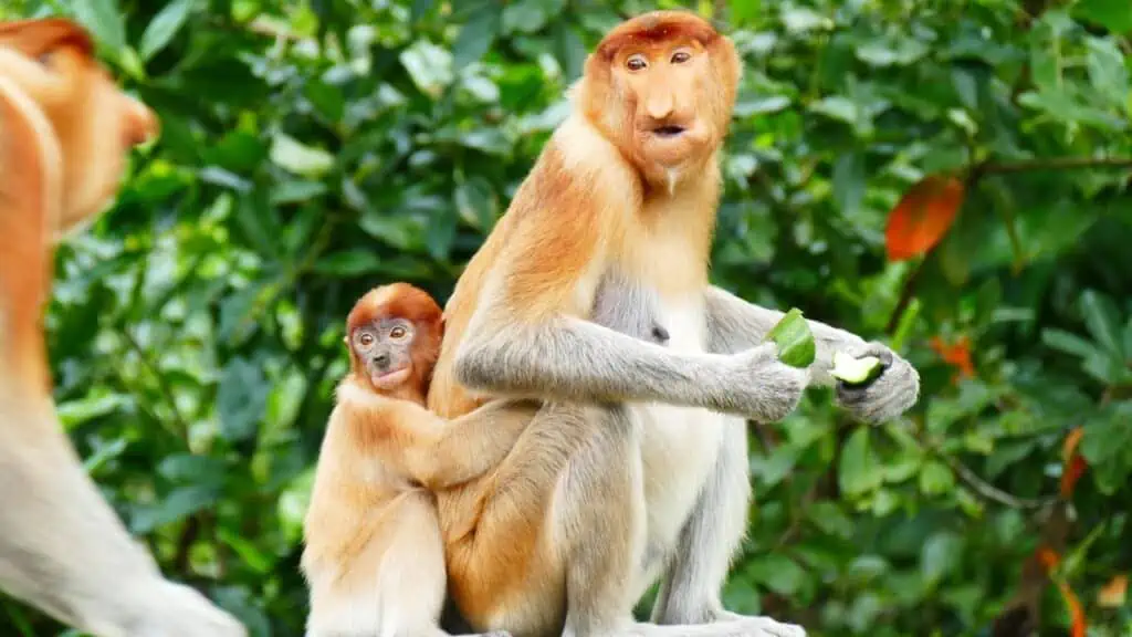 Labuk Bay Proboscis Monkey Sanctuary