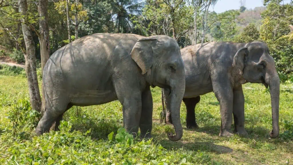 Phuket Elephant Sanctuary