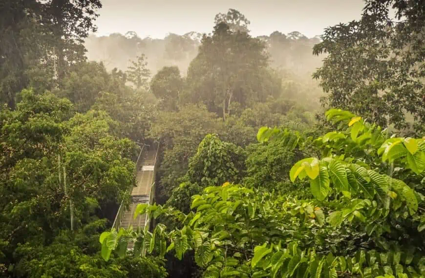 Sepilok, Borneo Rainforest