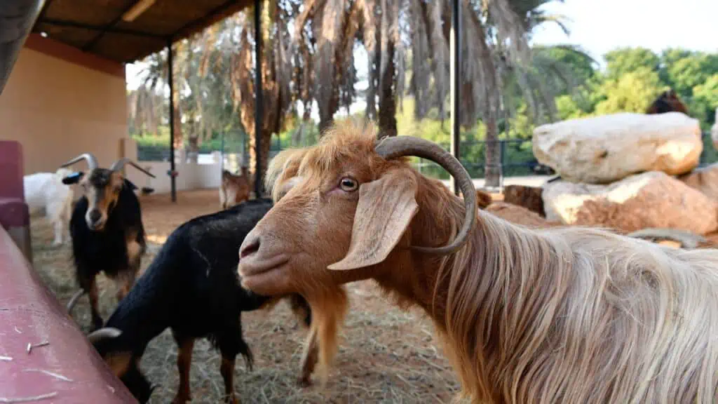 Sharjah Desert Park