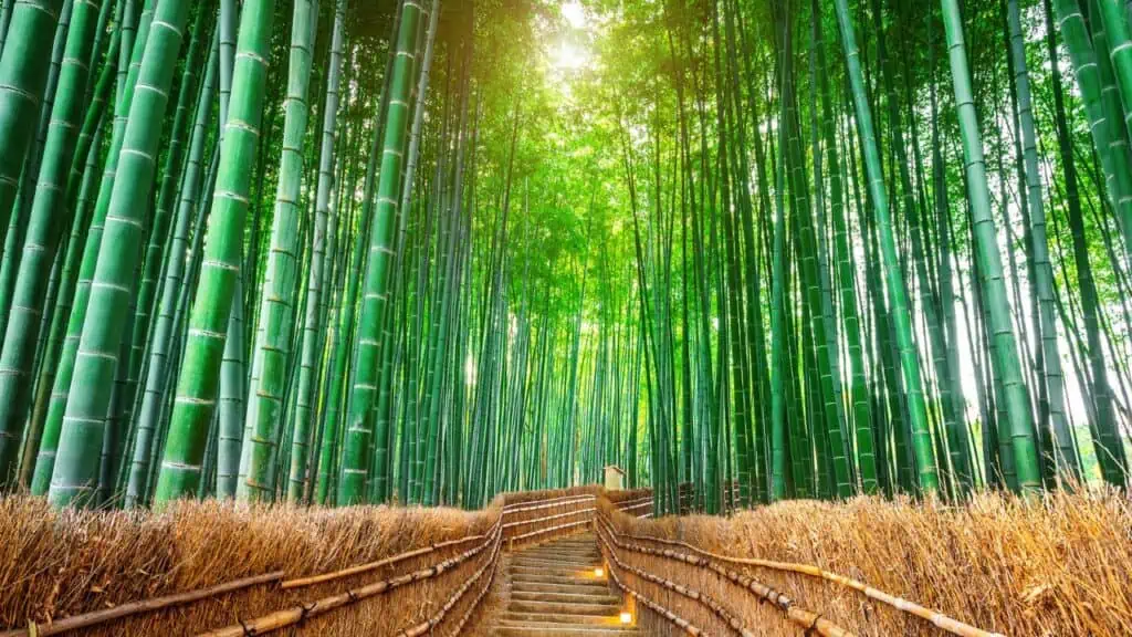 Arashiyama Bamboo Grove in Kyoto, Japan