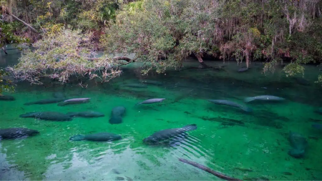 Blue Spring State Park in Orange City, Florida