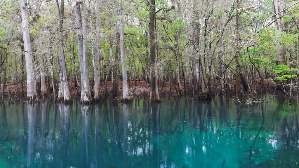 Manatee Springs State Park in Chiefland, Florida