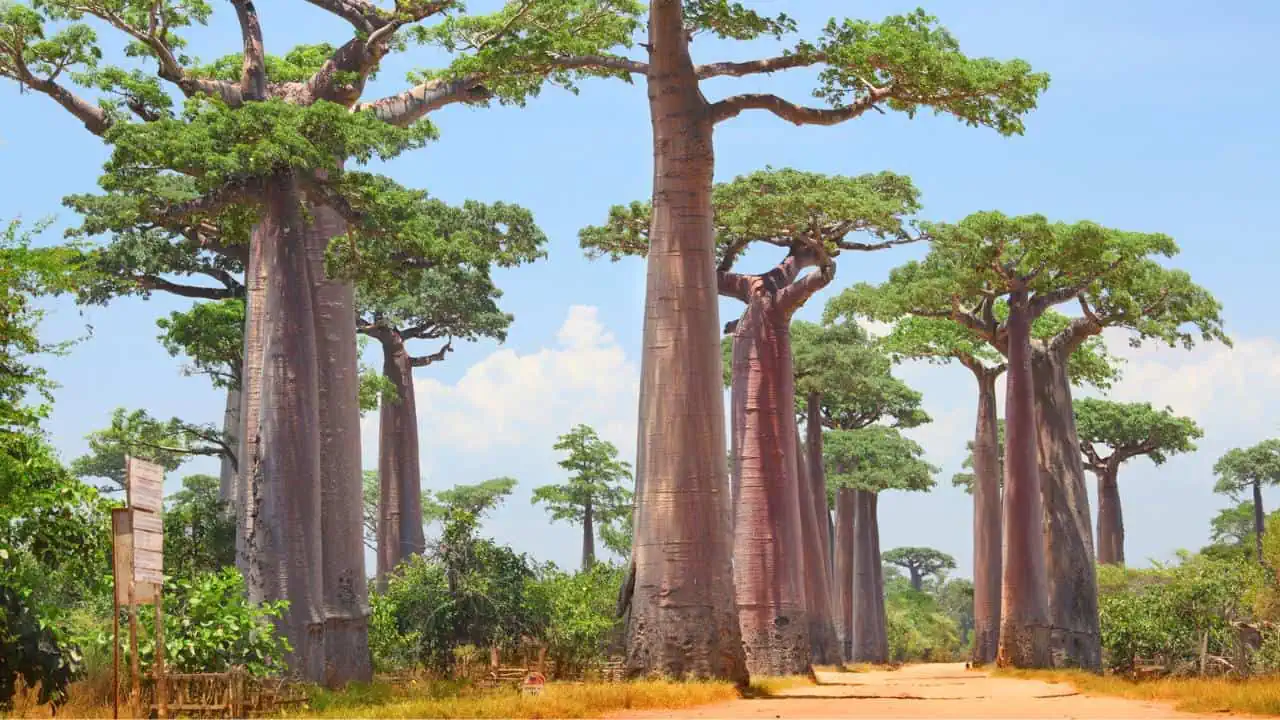 Baobab Trees in The Avenue of the Baobabs