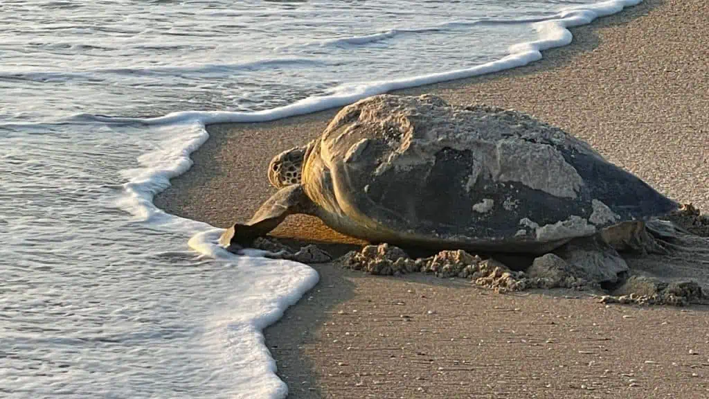 sea turtle in Florida's Space Coast