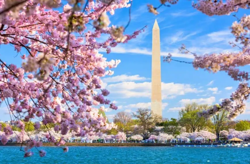 National Cherry Blossom Festival in Washington, D.C.