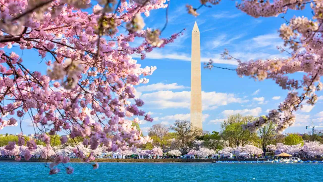 National Cherry Blossom Festival in Washington, D.C.