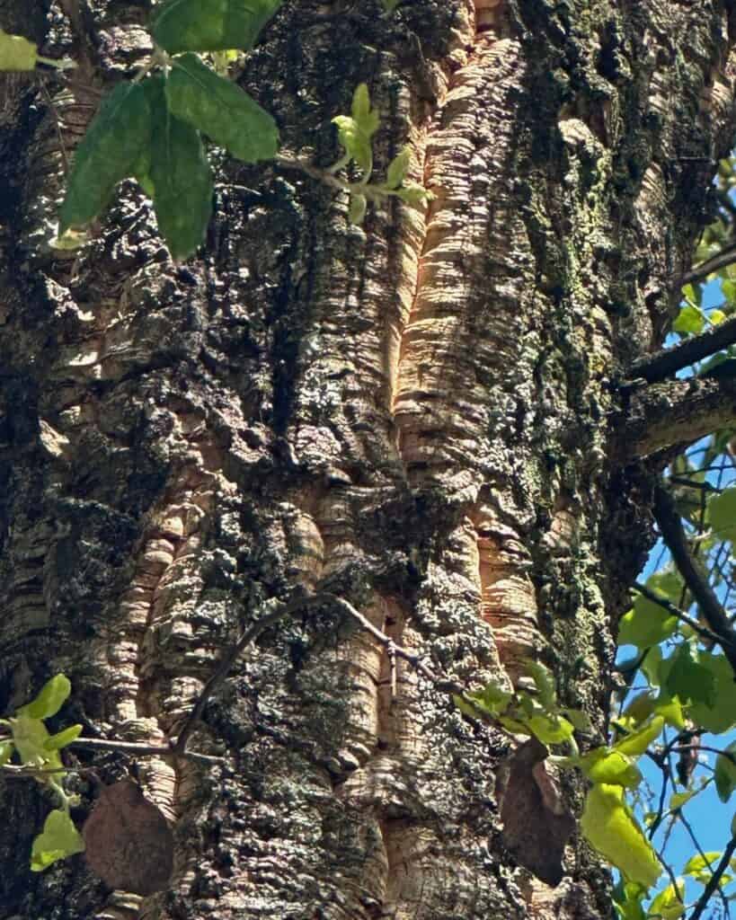 Alcornoque en Guimarães, Portugal