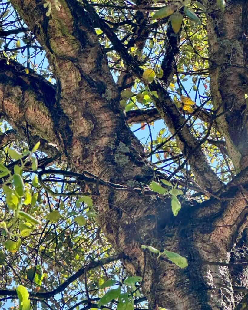 Alcornoque en Guimarães, Portugal