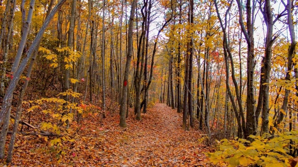 Mill Mountain Trail