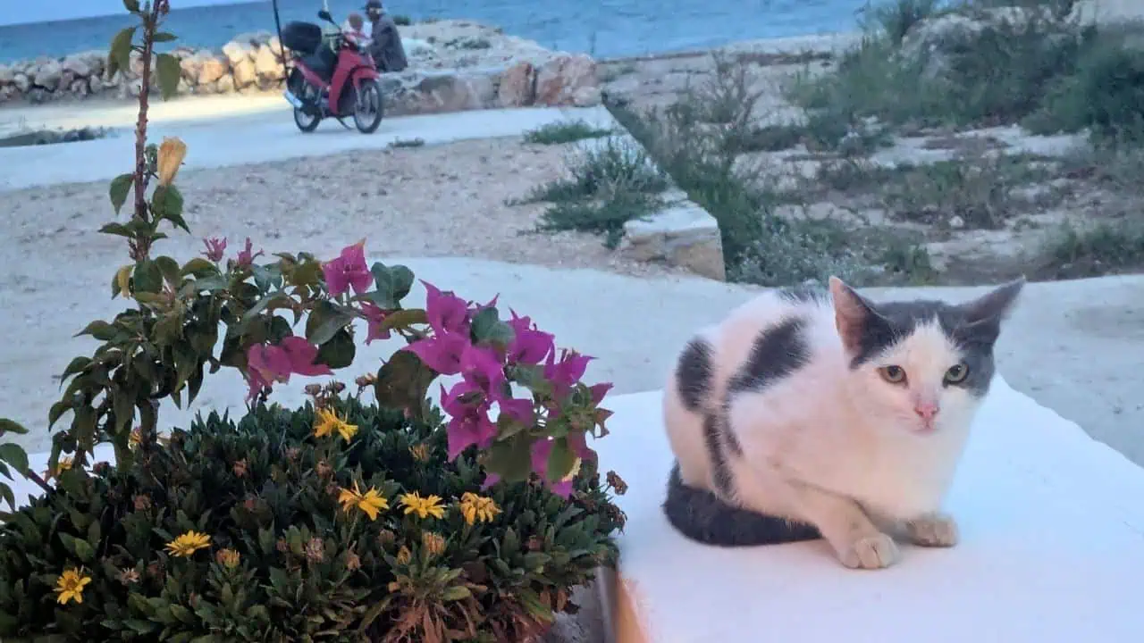 Cats in Kefalonia